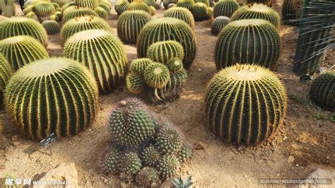 八卦癀仙人掌|仙人掌（仙人掌科仙人掌属植物）